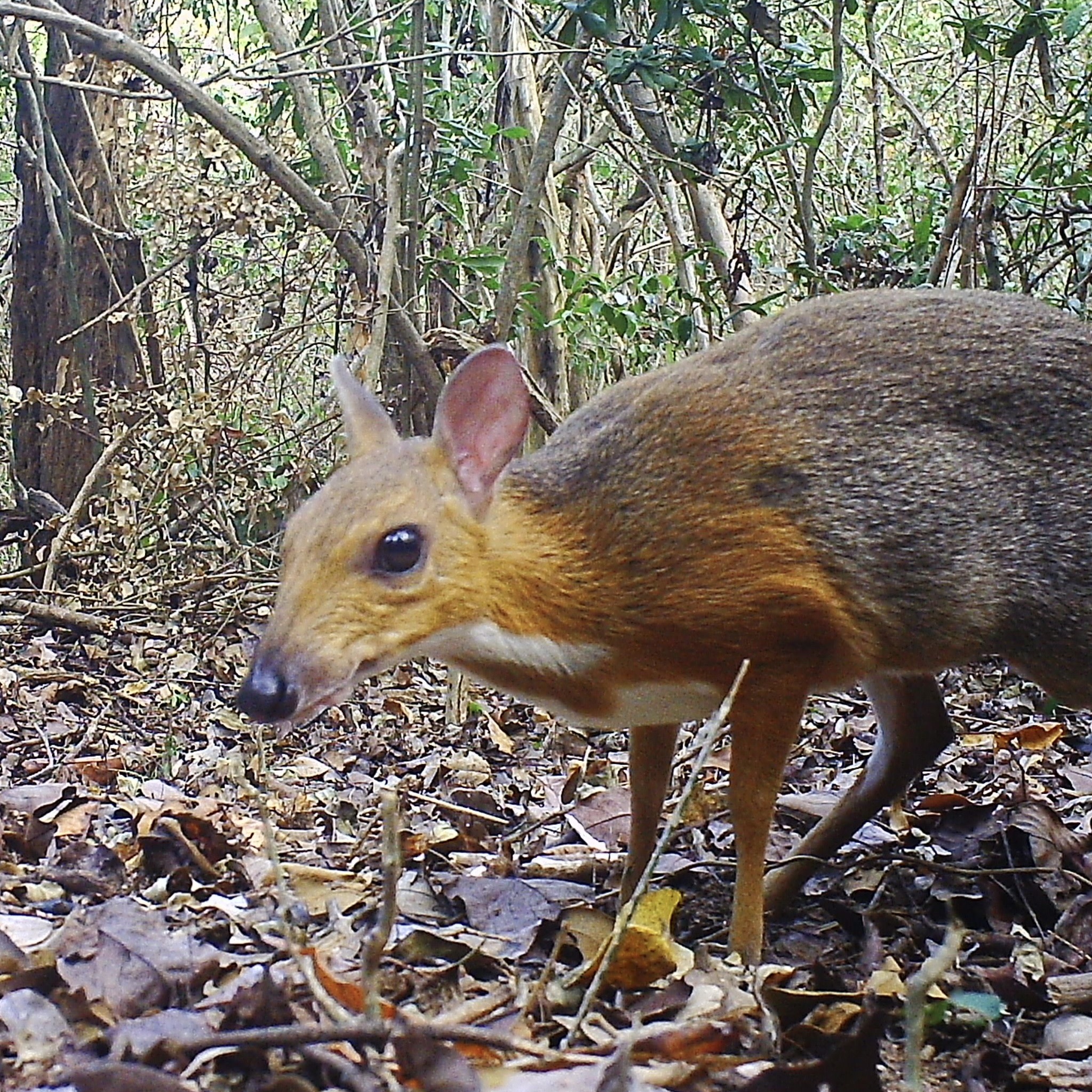 Saving Vietnam’s Rare Species