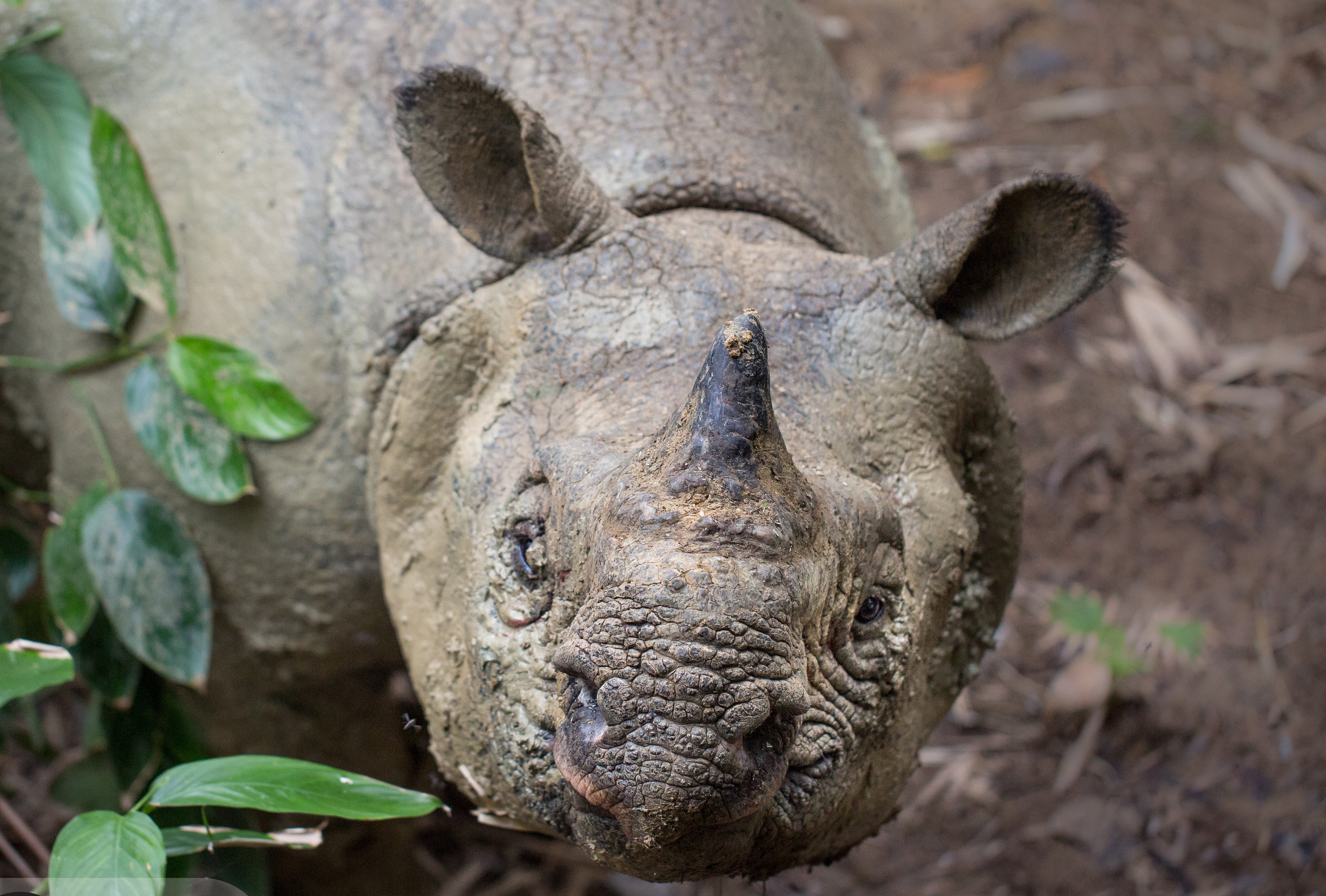 Recovering Javan Rhinos