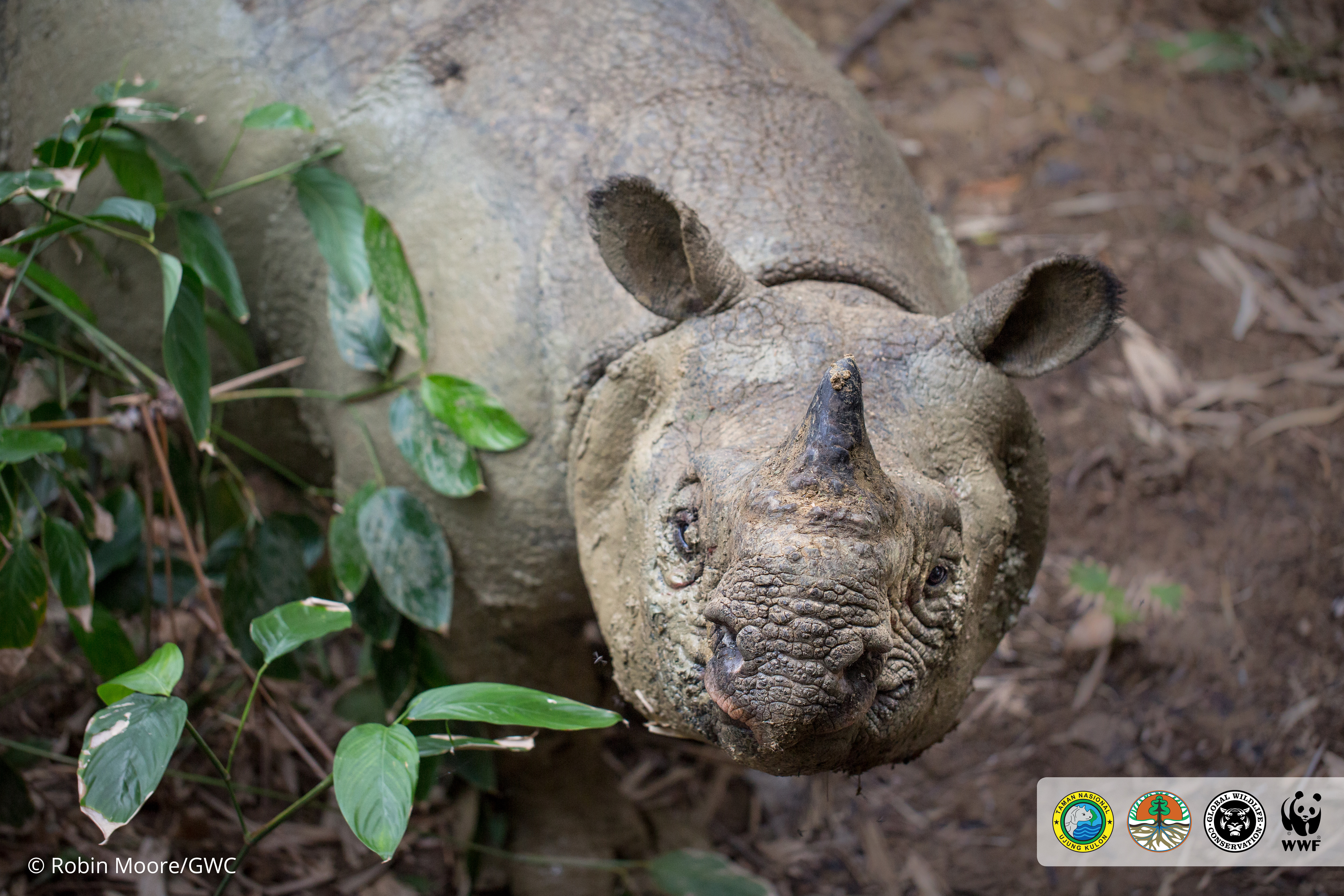 Close-up of a rhinoceros face with textured grey skin, small eyes, and pointed ears surrounded by green foliage in a natural habitat.