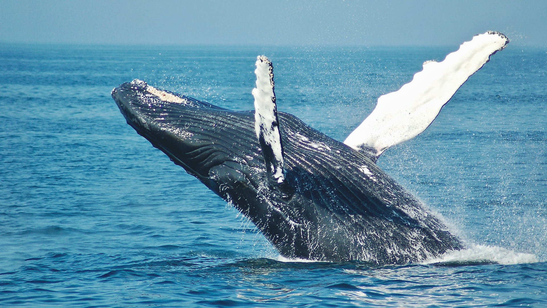 Kenya Marine Mammal Society