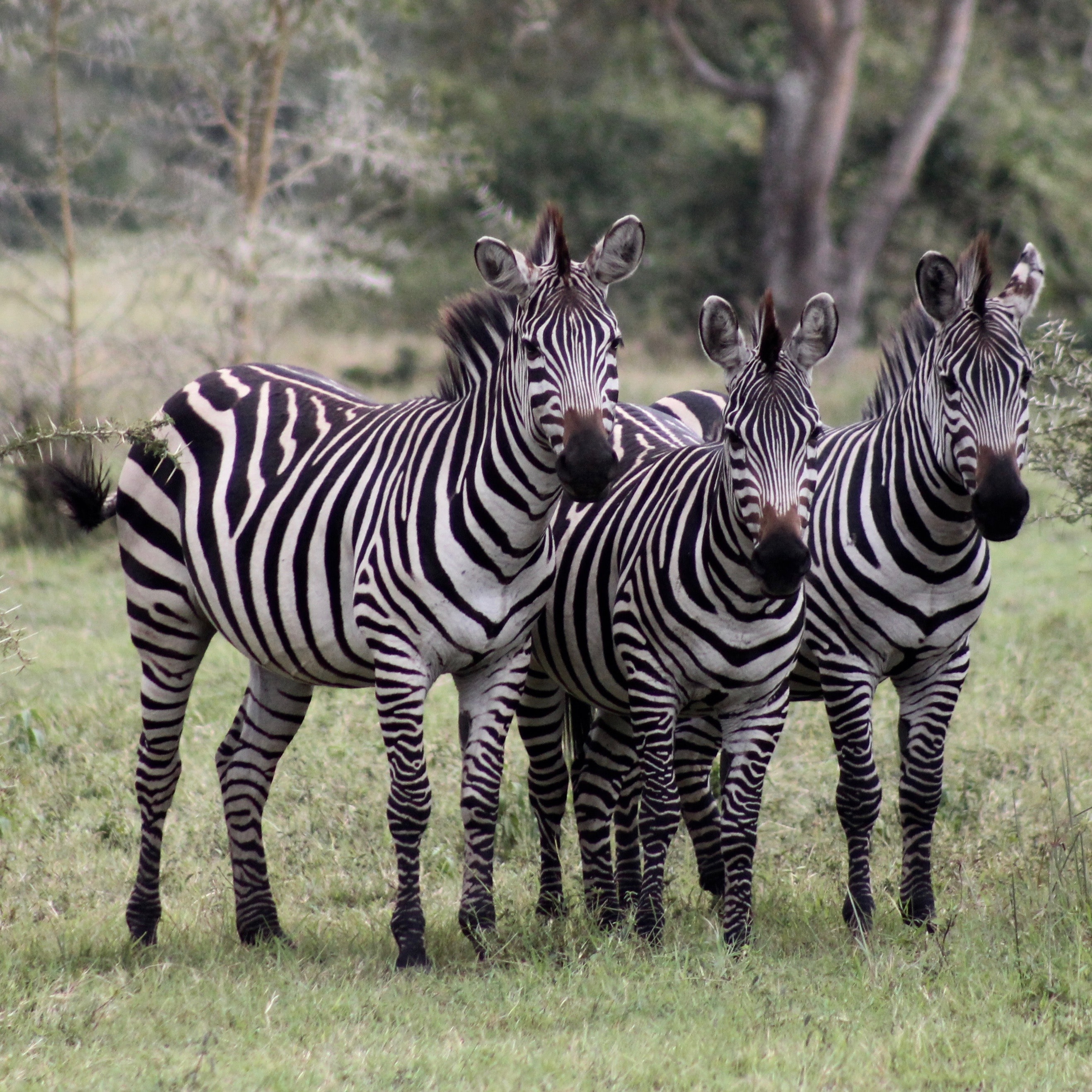 Zebras from Unsplash
