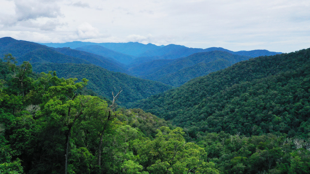 Leuser rainforest