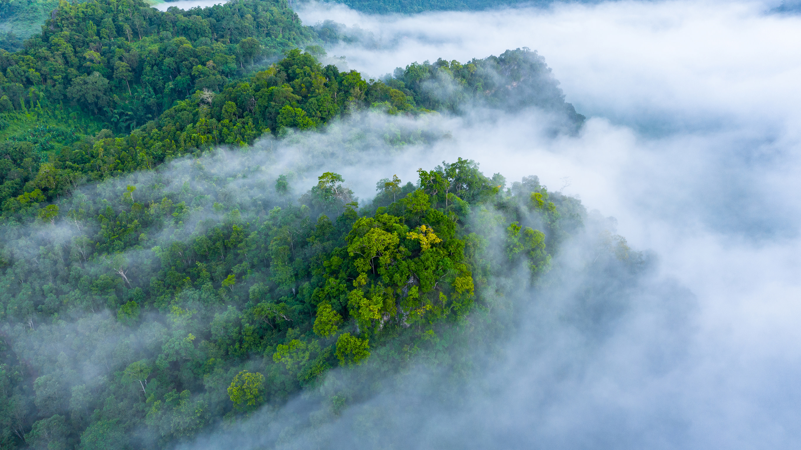 Rainforest, unkown location 1 - Shutterstock - edit