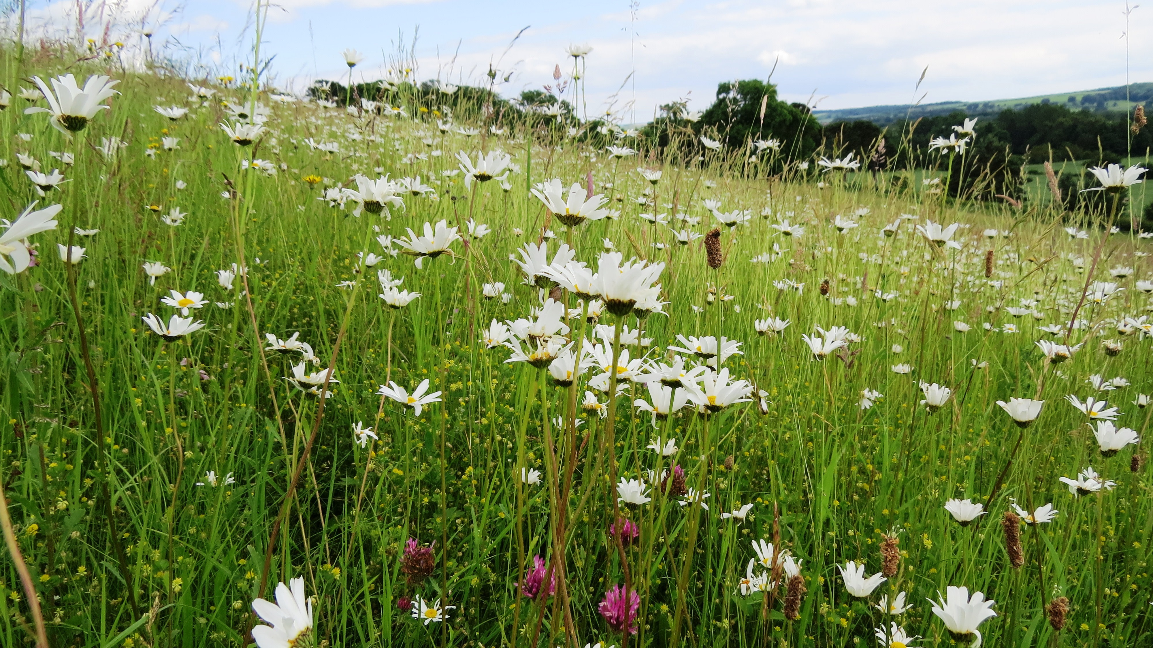 Nature Transformation Fund image