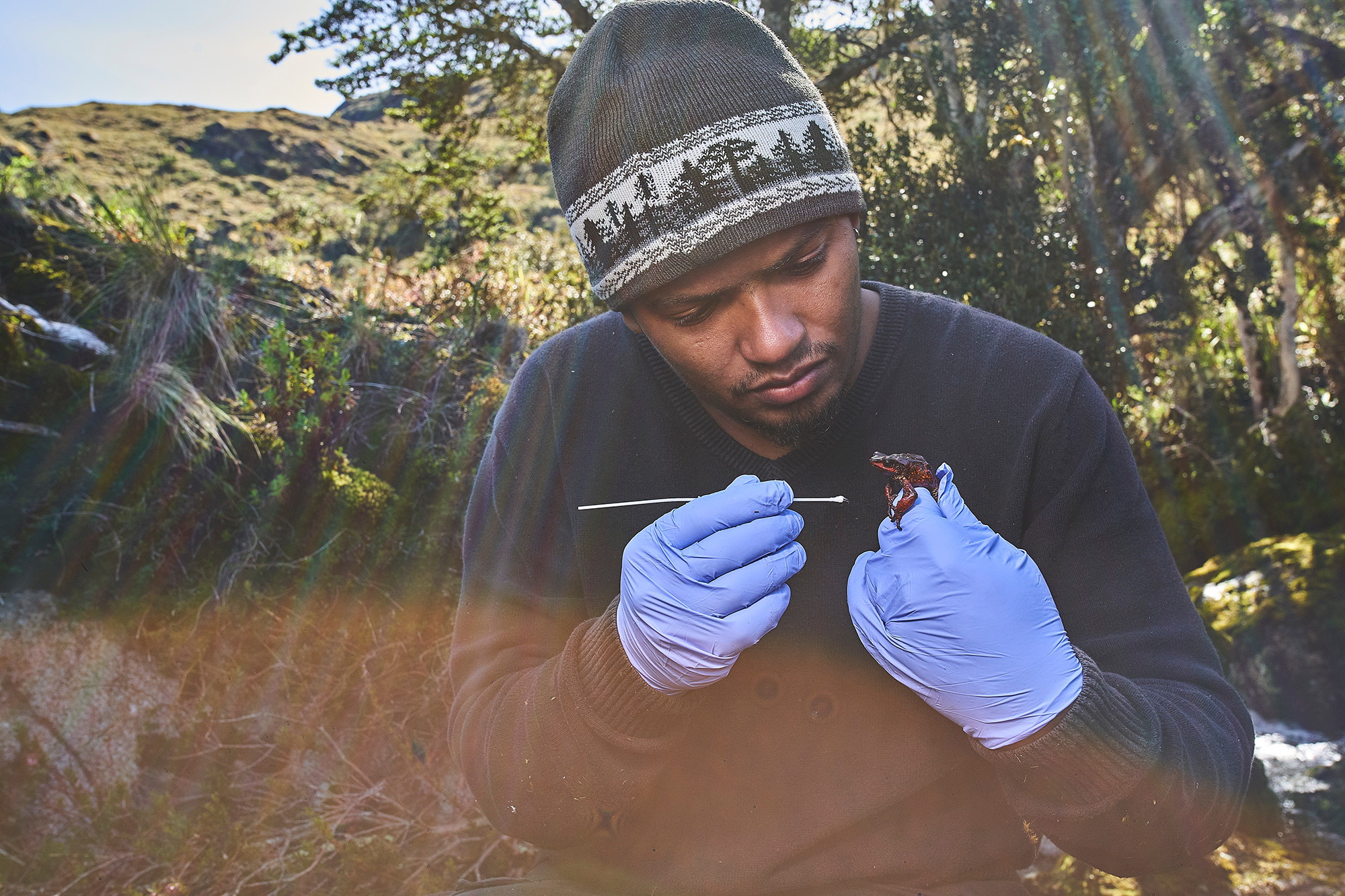 Saving Harlequin Toads