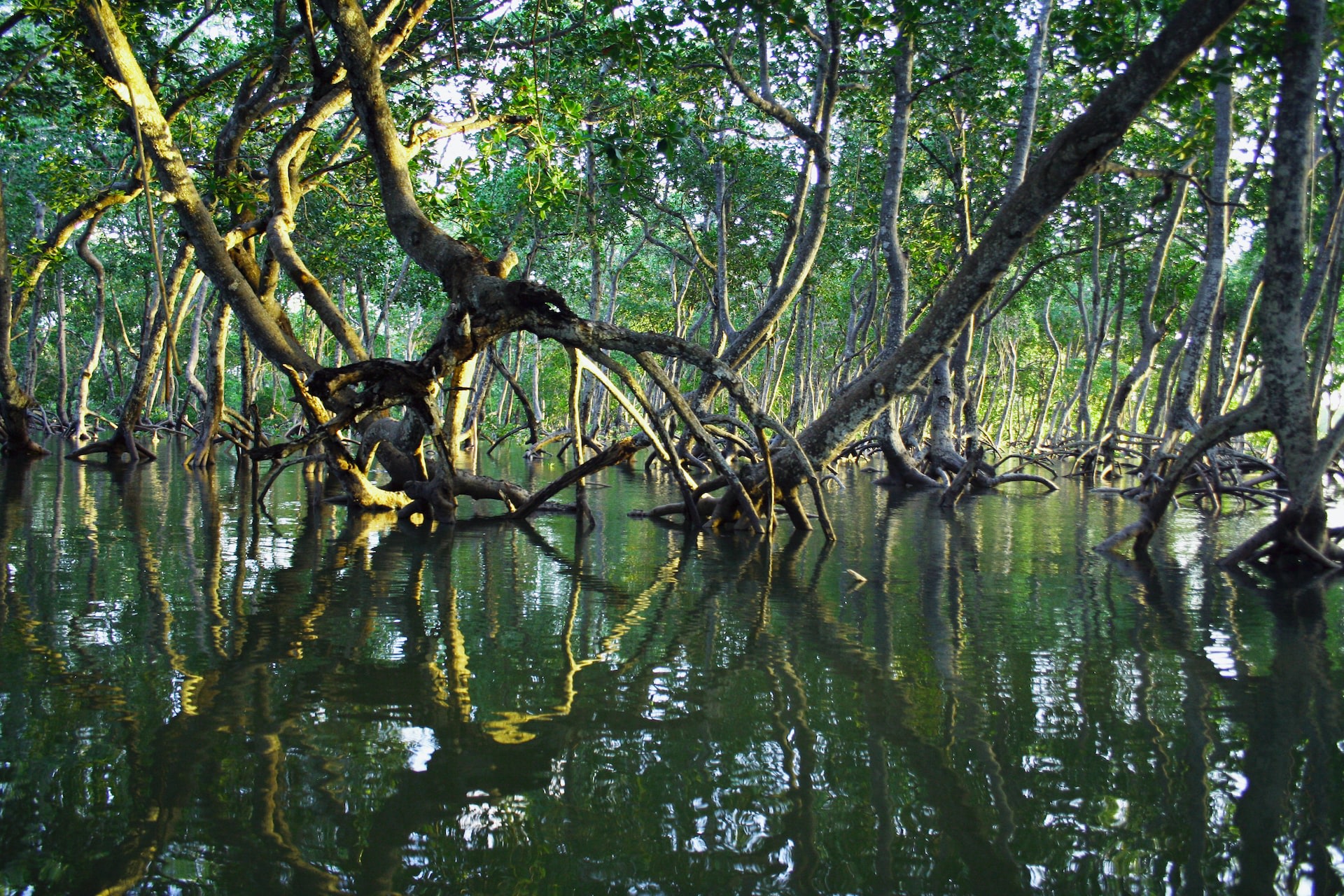 Kenya mangrove