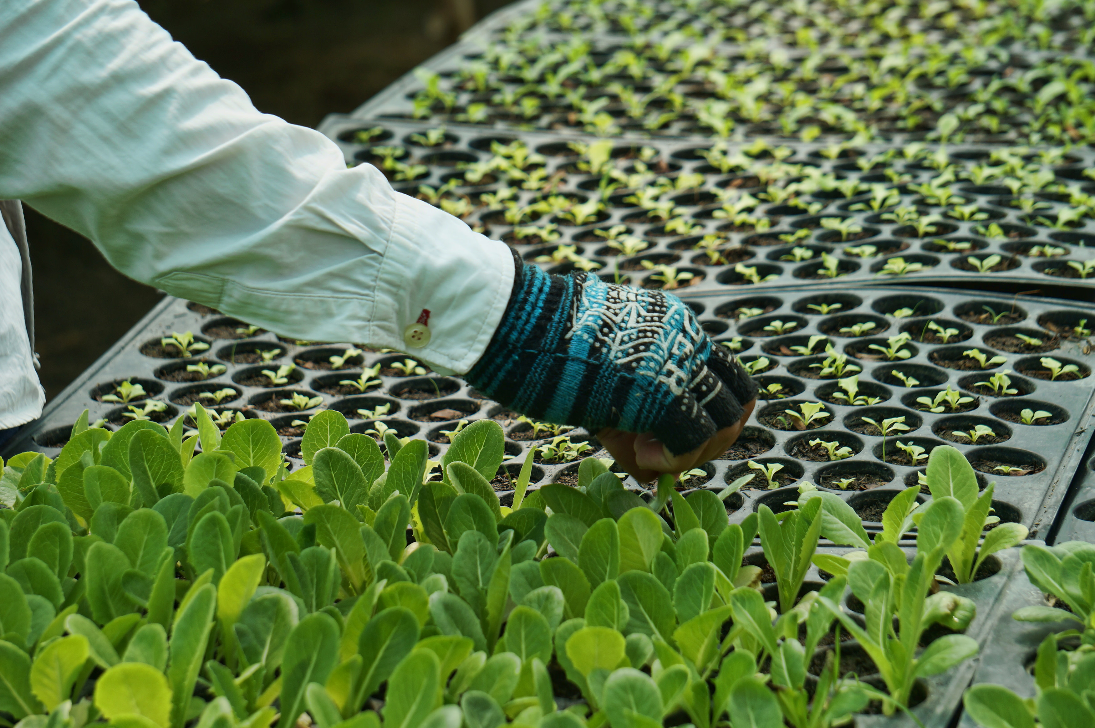 Plant nursery 