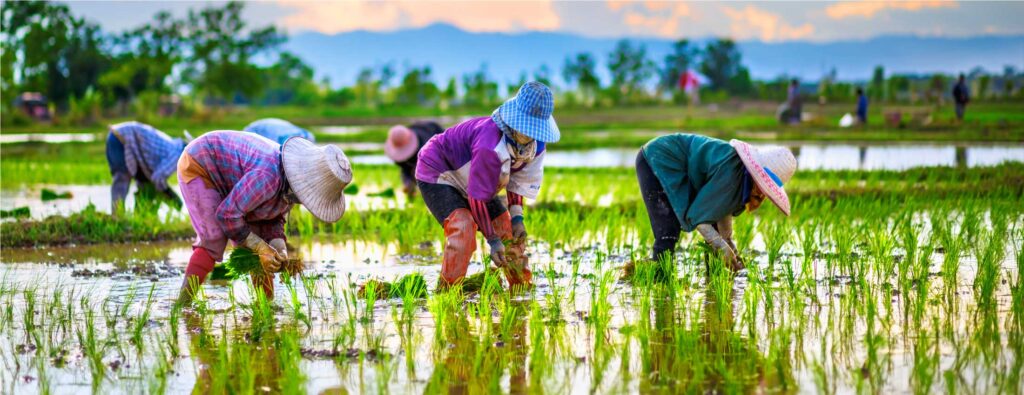 Rice farmers in field