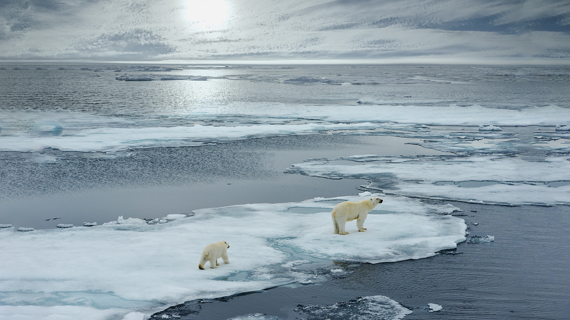 Polar bears - climate change-shutterstock - edit
