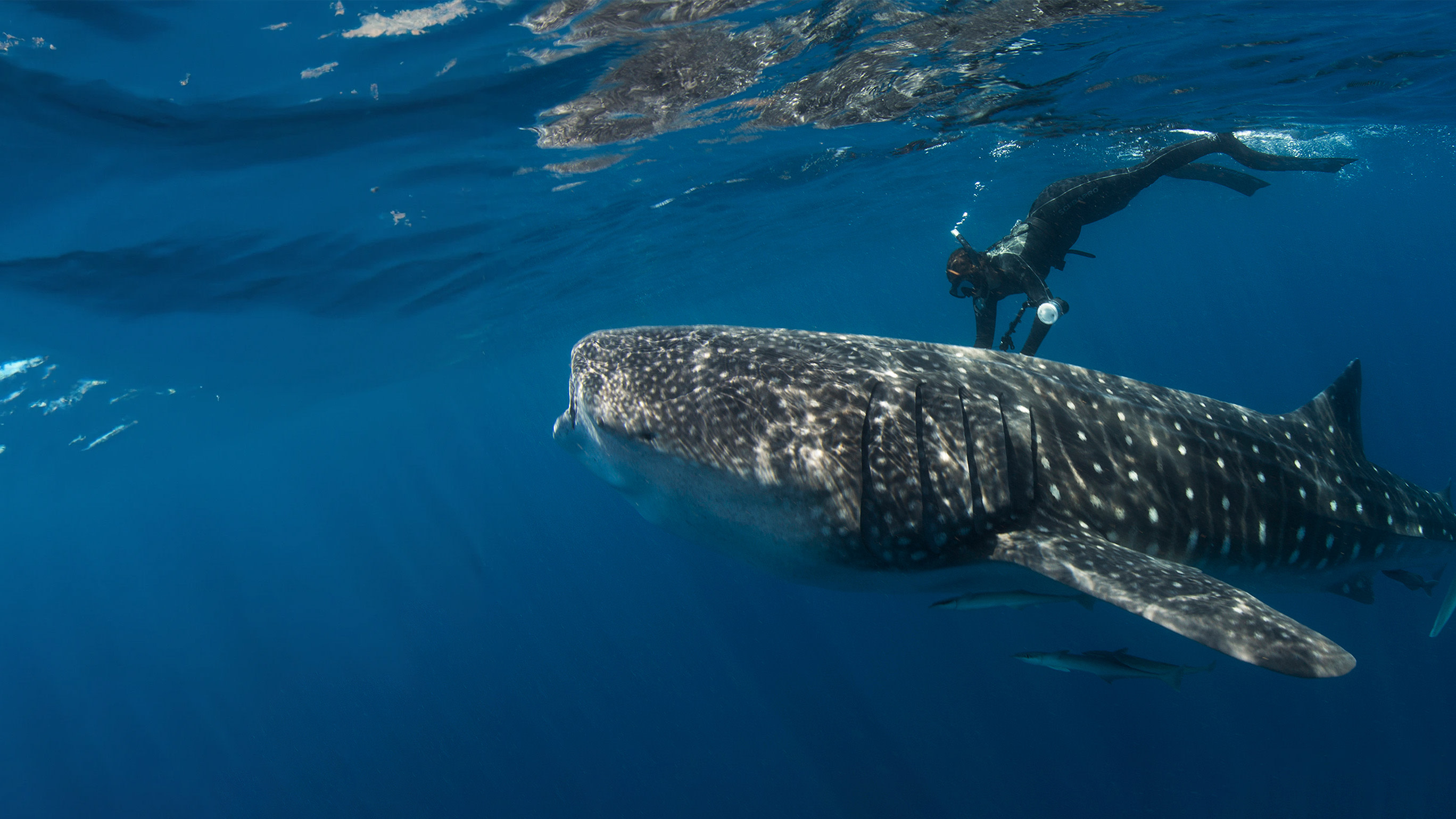 Oceans and seas - andrea whale shark