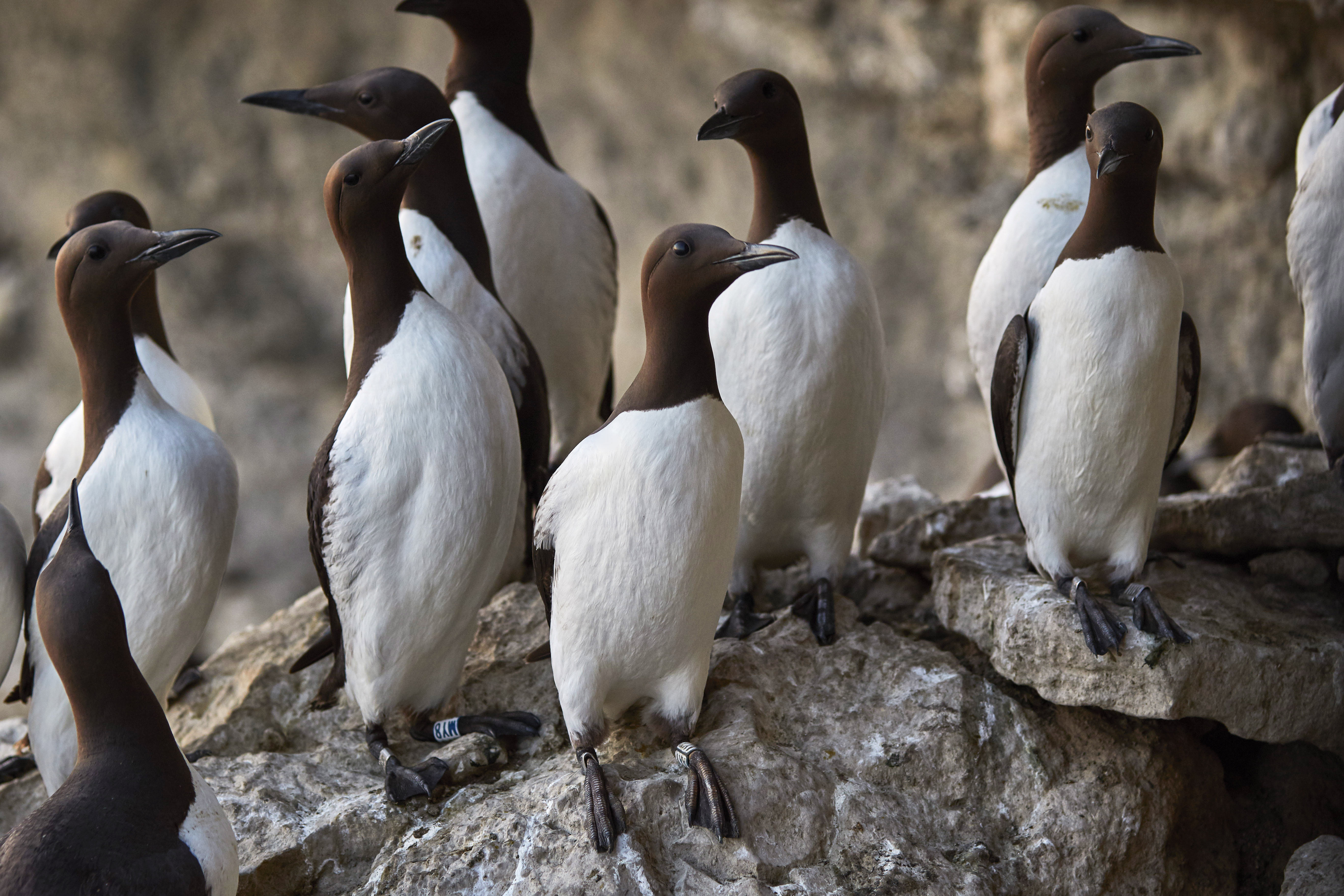 Baltic Seabird Project