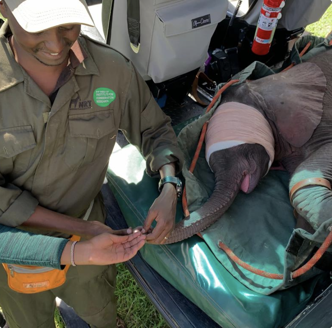 Helping injured elephant