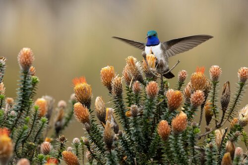 Bird on flowers image