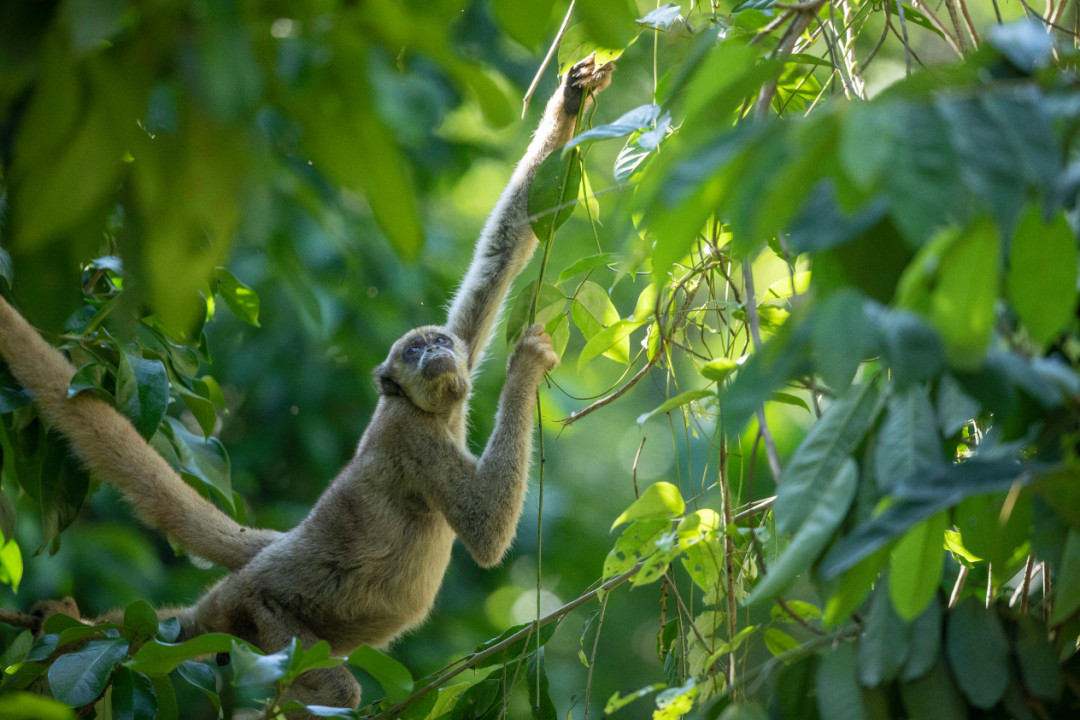 Monkey in forest