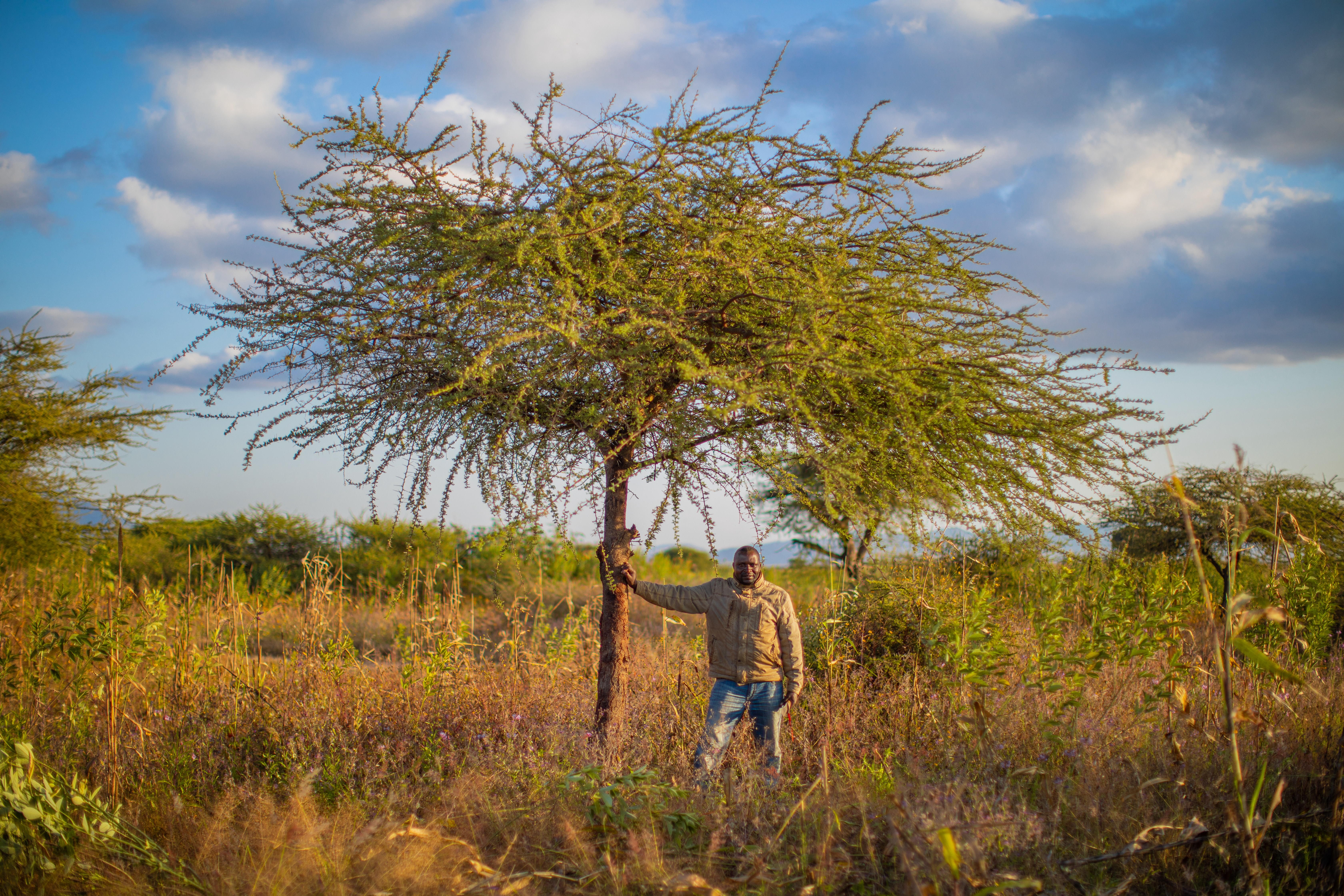 Person standing under a large acacia tree in a dry African savanna landscape with golden grass and blue sky