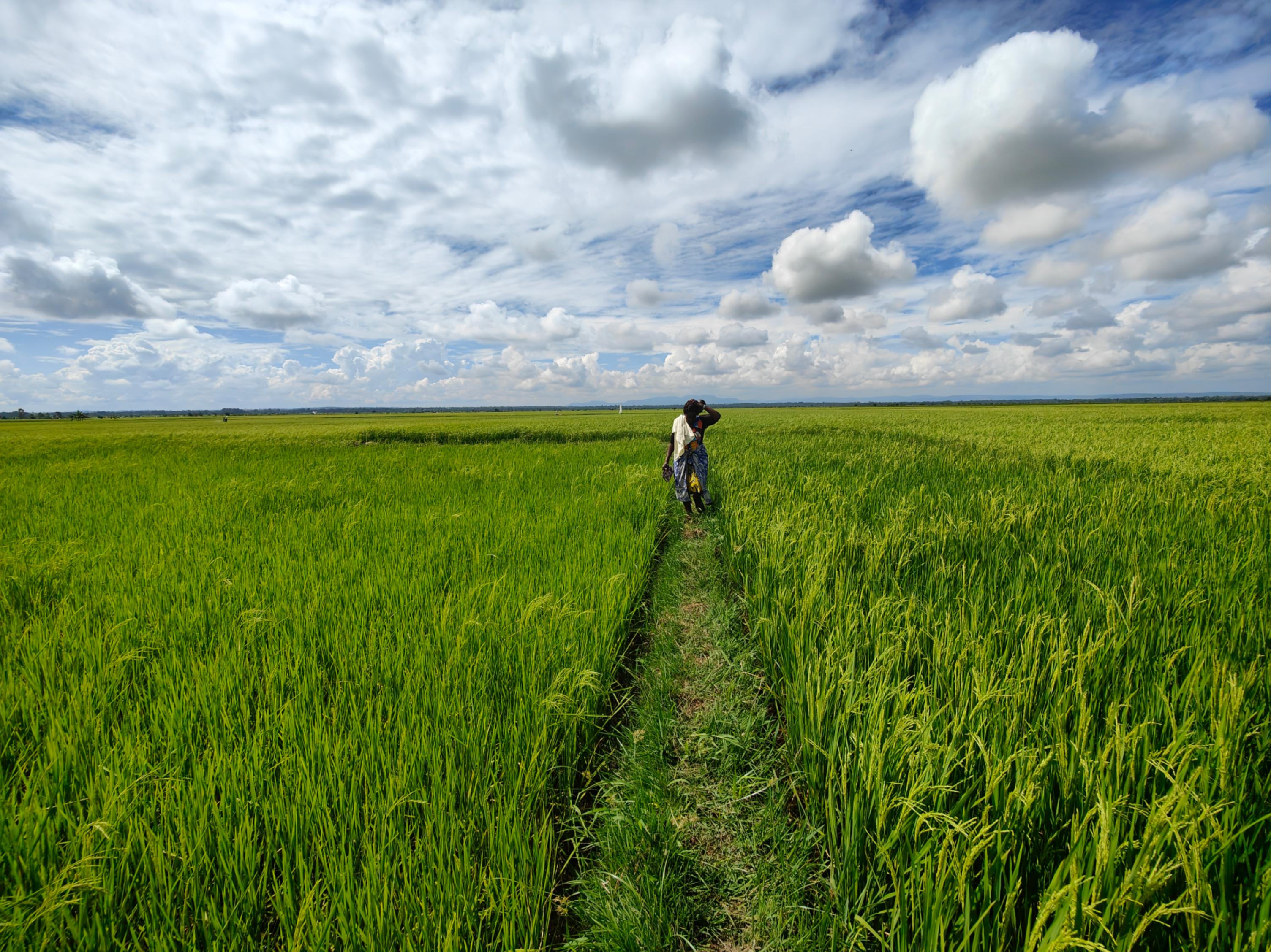 Person walking on narrow path through vast green rice field under dramatic cloudy sky