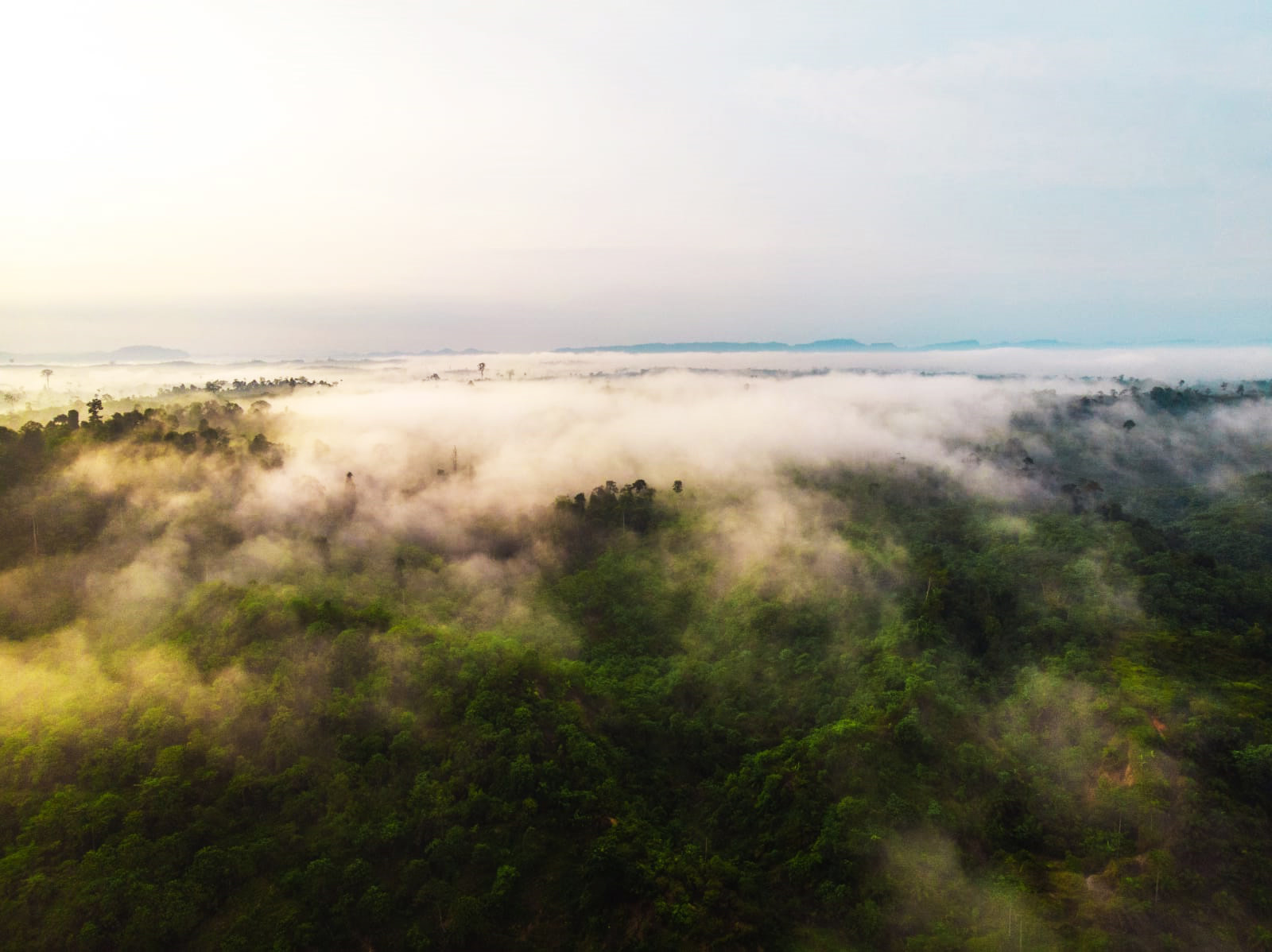 Aerial view of misty forest landscape at dawn, with fog rolling over lush green treetops under a pale sky.