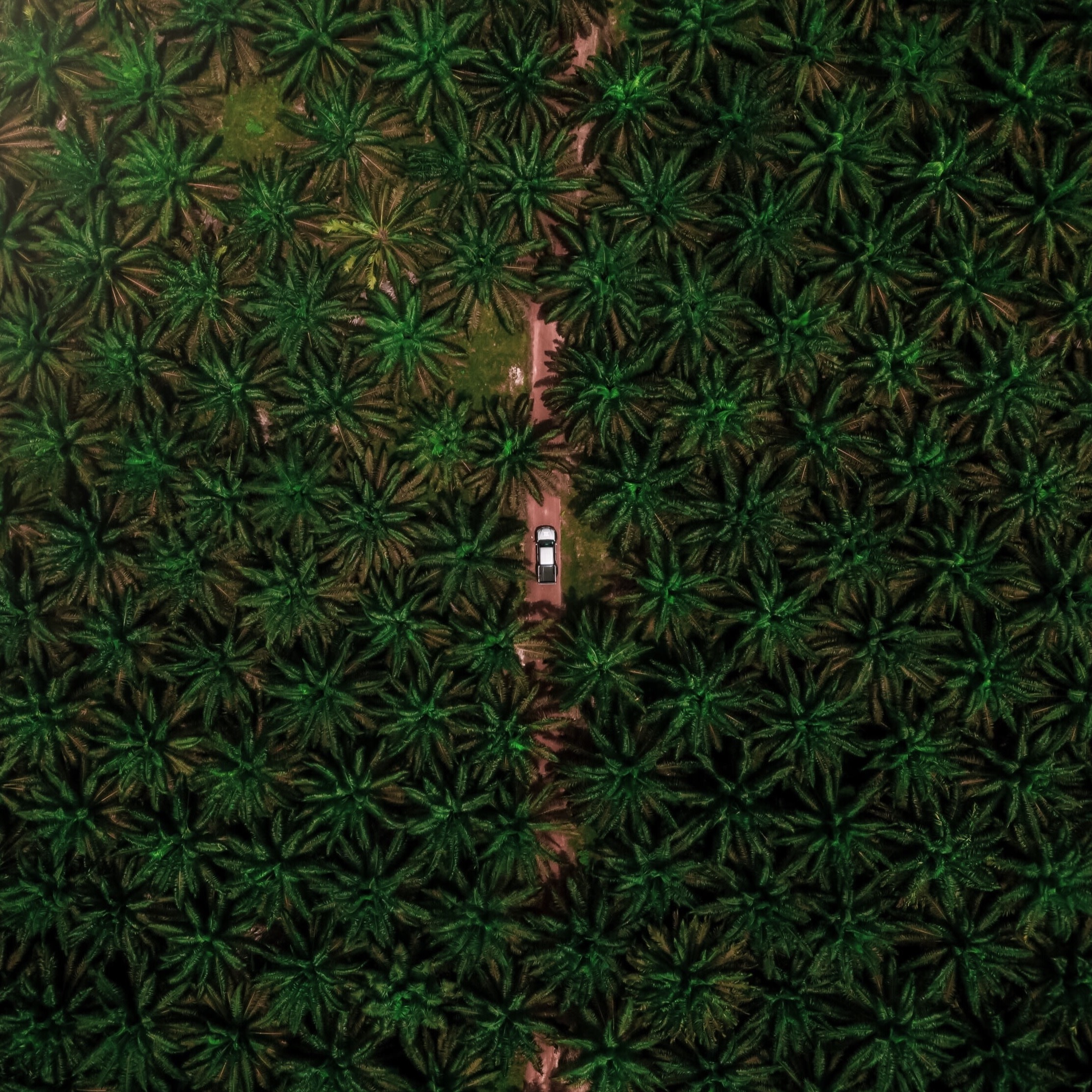 Palm oil image from Unsplash