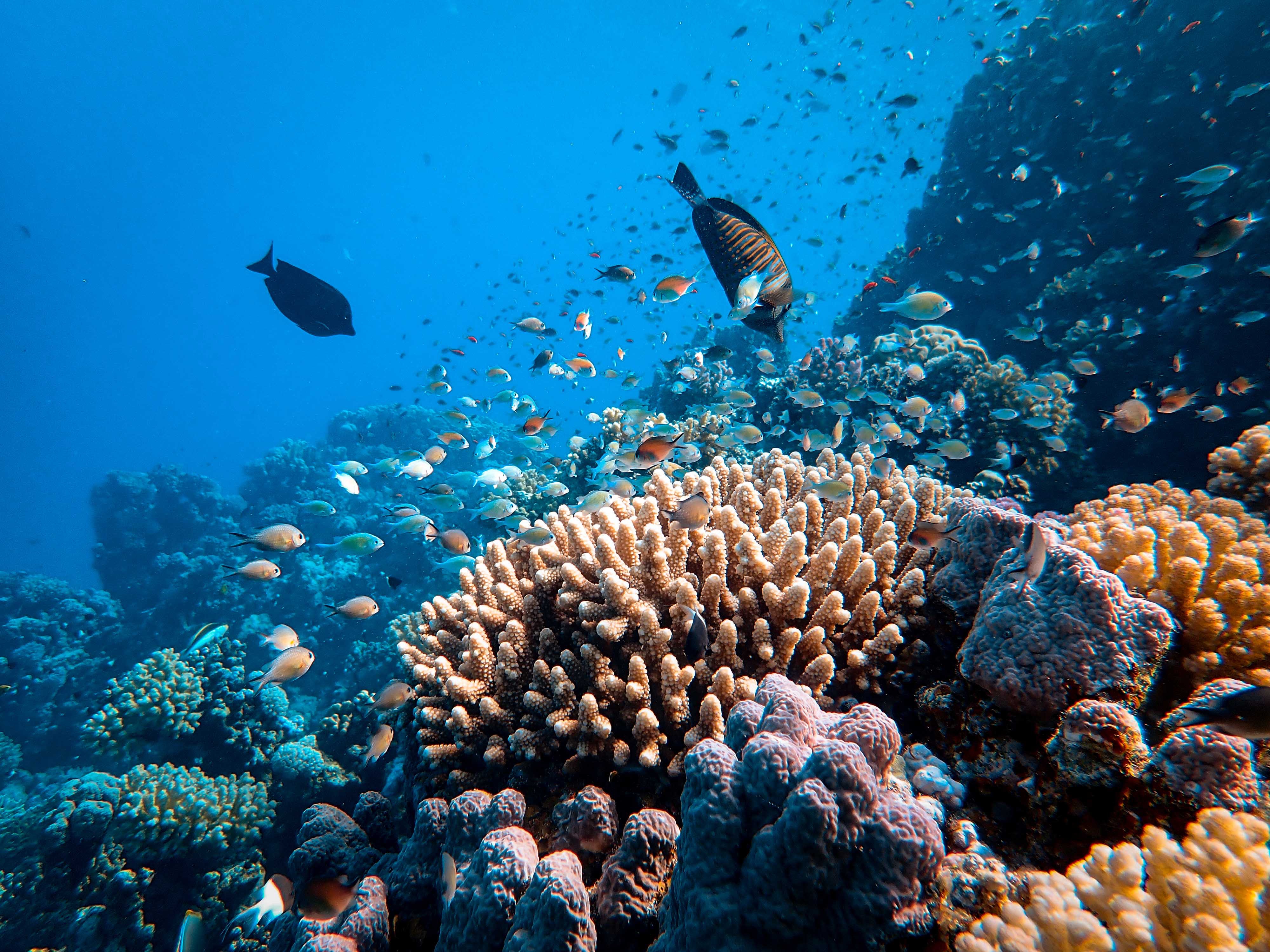 Vibrant coral reef teeming with colorful tropical fish in clear blue ocean waters, showcasing underwater biodiversity.