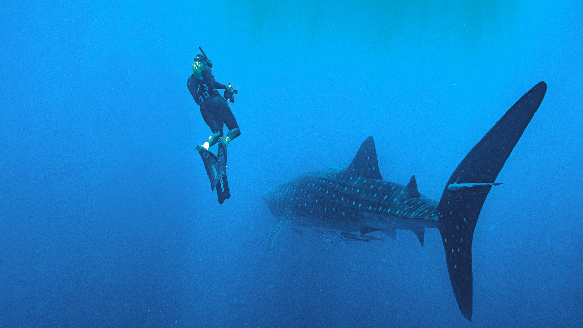 Save our oceans - Stella - v5
