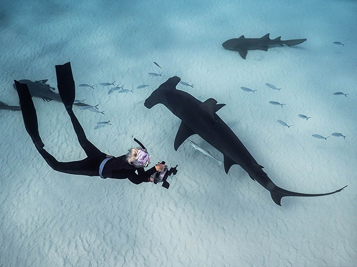 Jillian hammerhead shark top down save our oceans and seas
