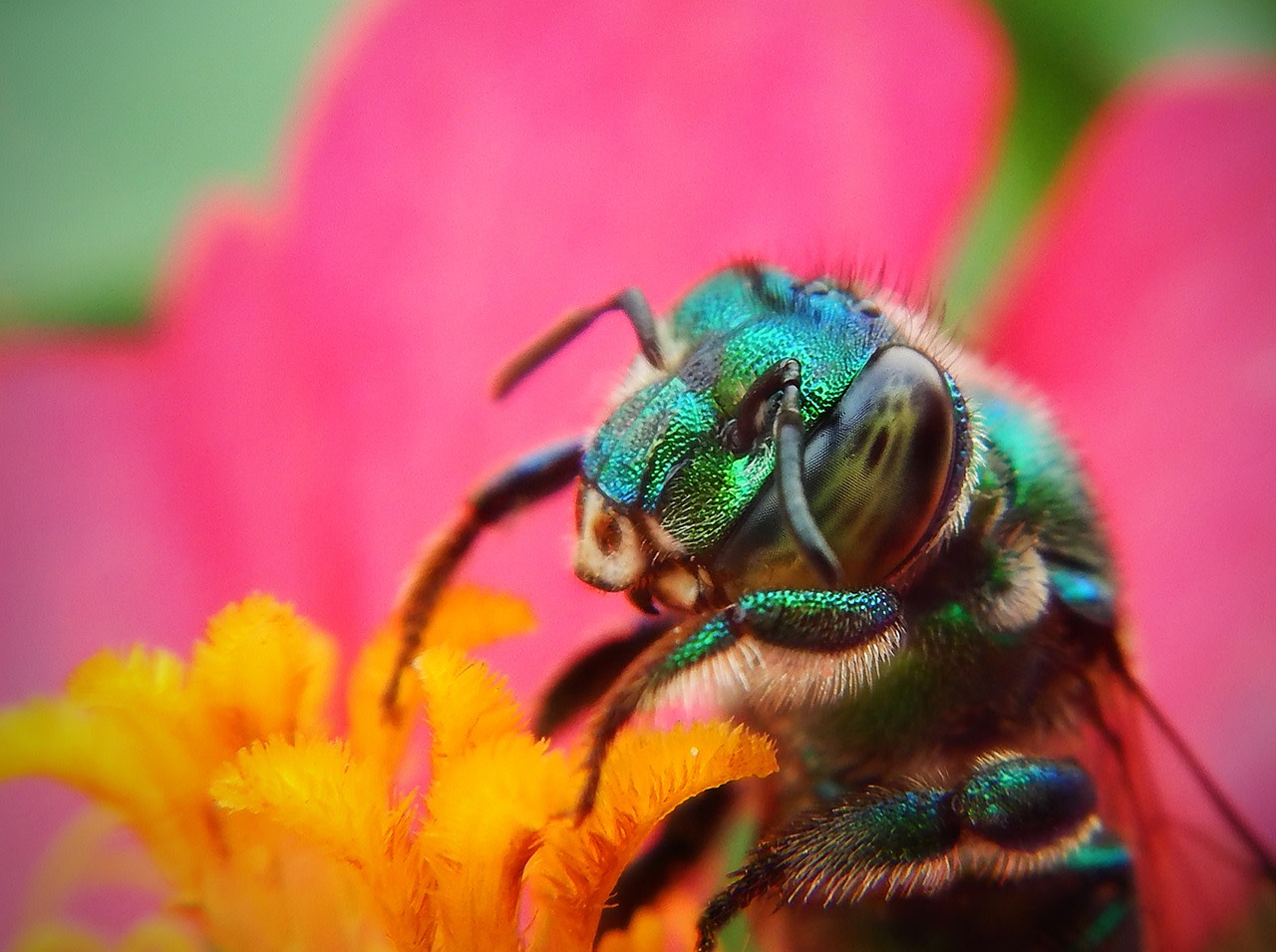 Bee2Cfeedbees