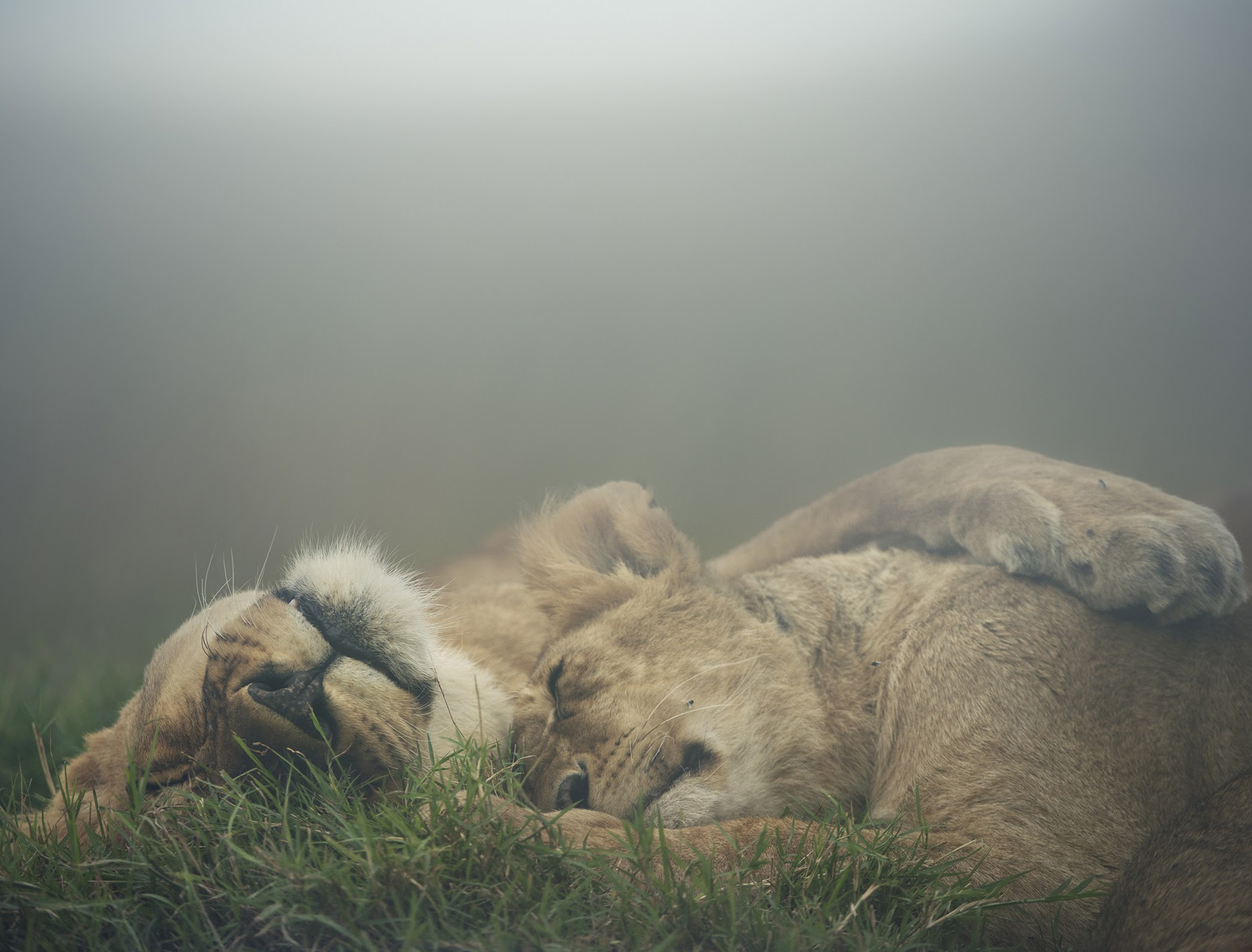 Two lions sleeping - Book of Leon