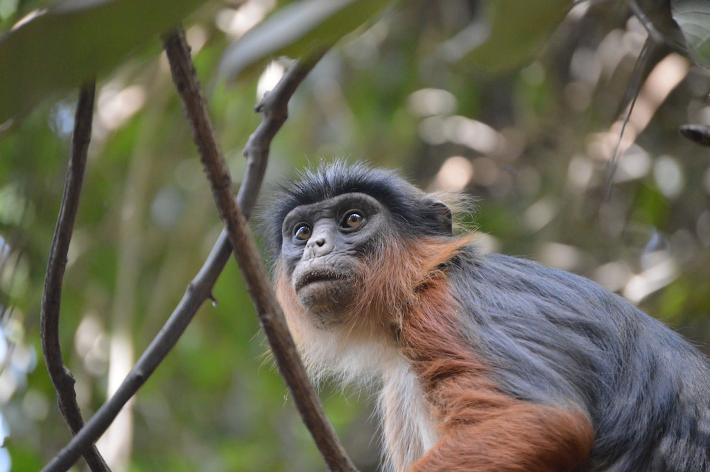 Saving Red Colobus Monkeys