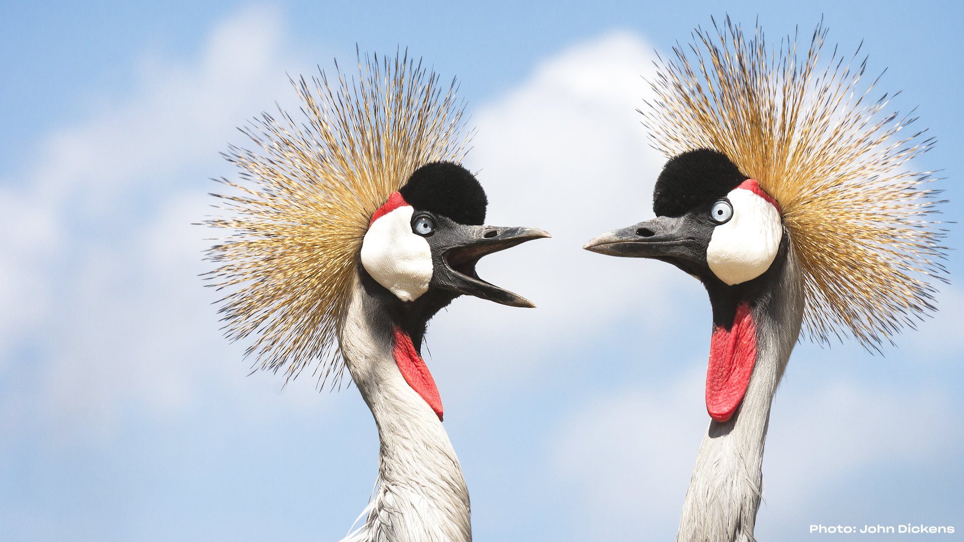 Funky birds dancing around. Funky birds dancing around. Funky birds dancing around. Funky birds dancing around. Funky birds dancing around. Funky birds dancing around. Funky birds dancing around. Funky birds dancing around.