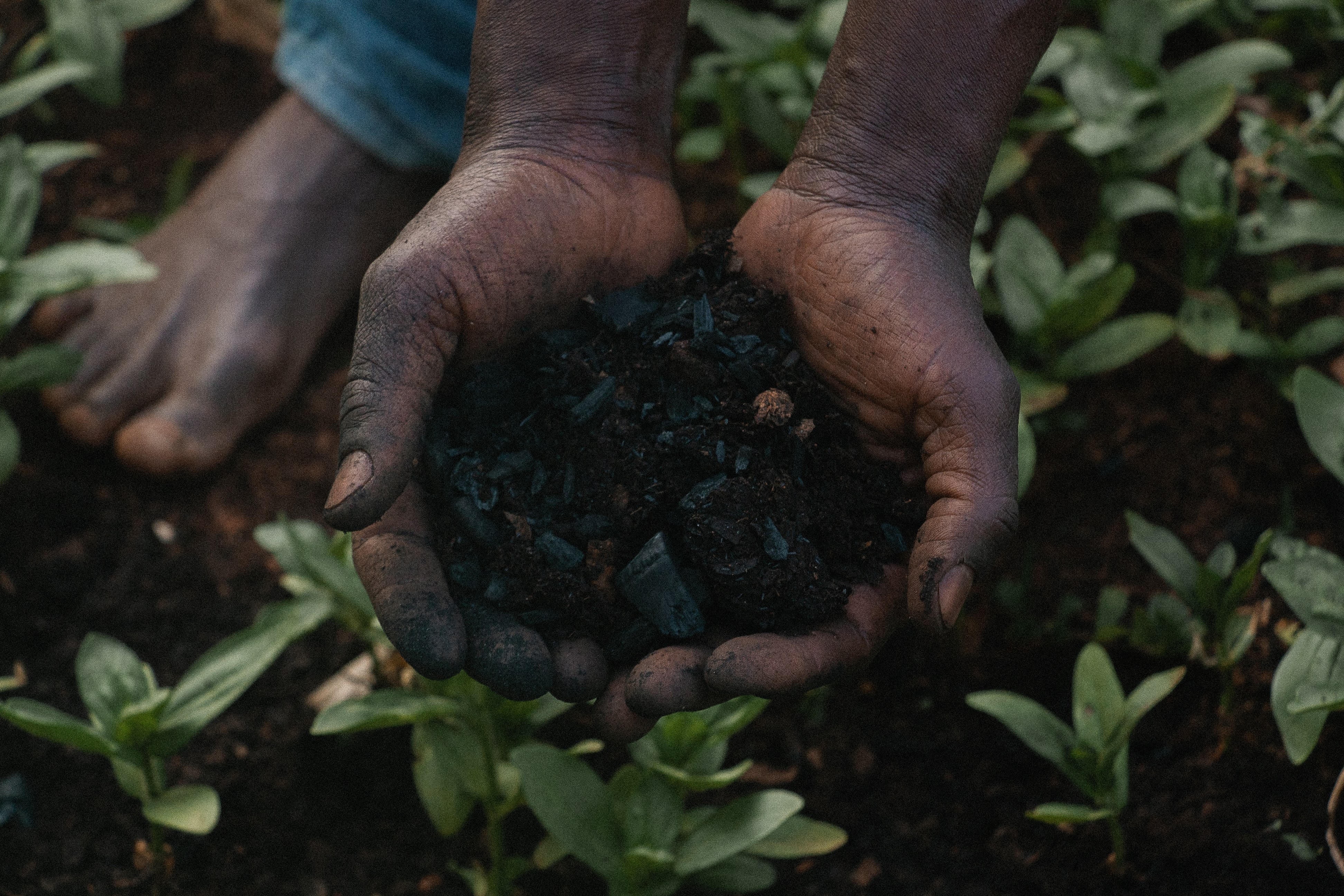 Hands holding rich, dark soil surrounded by green plants, representing agriculture or gardening.