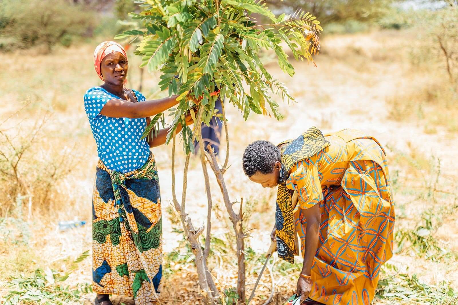 Two women in colorful African clothing tending to a small tree in a dry, grassy landscape. One prunes branches while the other bends down nearby.