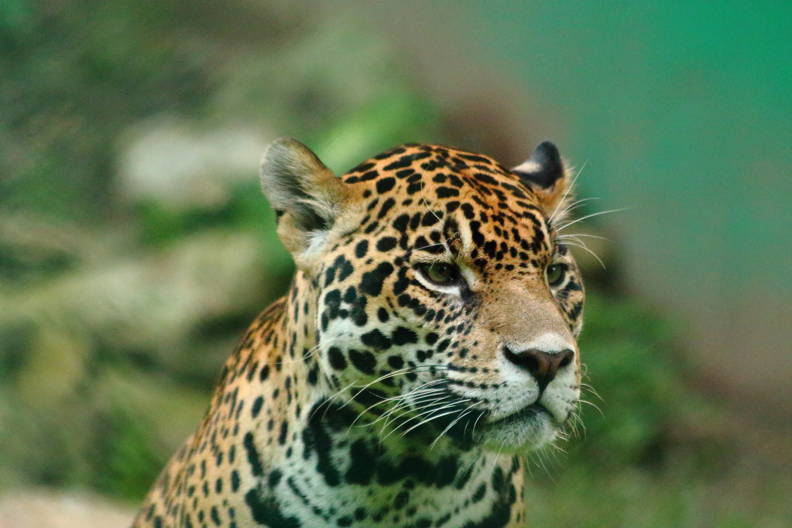José jaguar protect wildlife