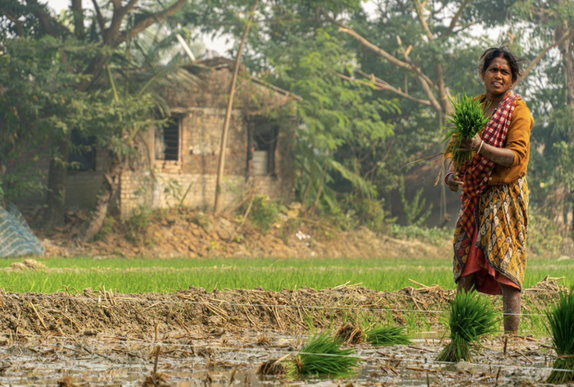 Woman in colorful sari planting rice seedlings in muddy paddy field, with rustic building in background surrounded by trees.