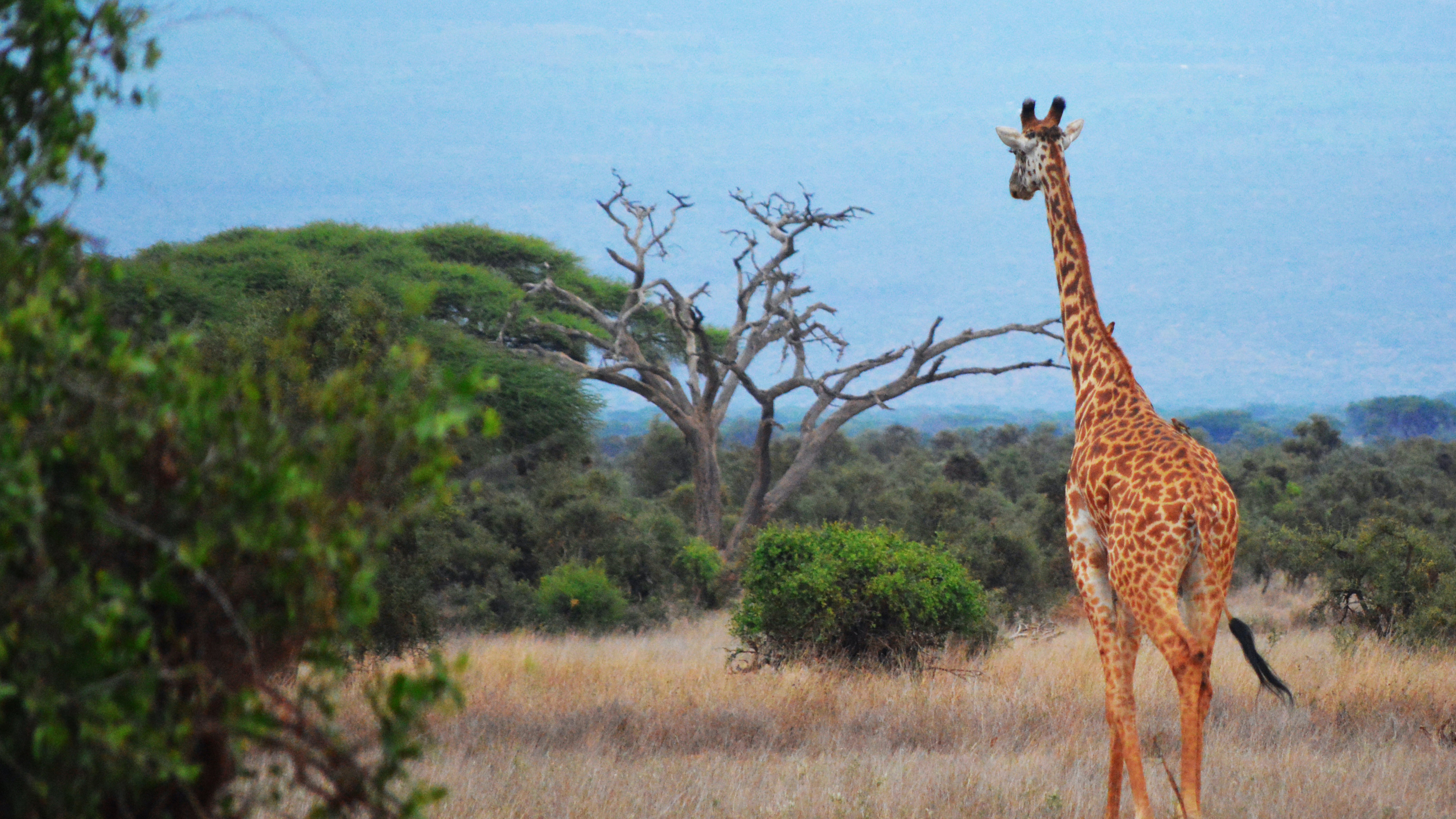 Giraffe wildlife