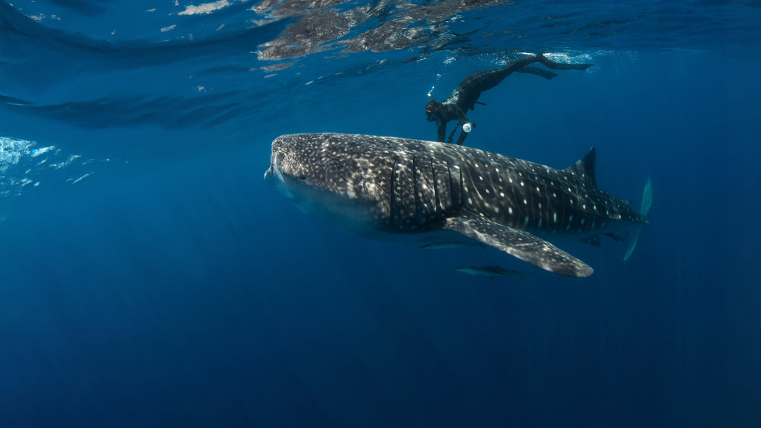 Hero Oceans and seas - Andrea whale shark