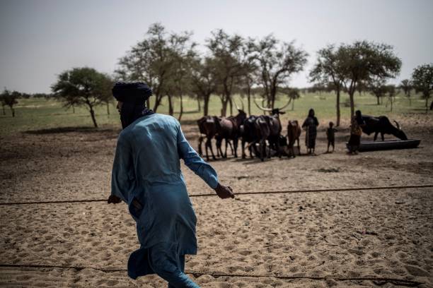 Inside Ghana’s Role in the Shadowy Cattle Trade Funding Sahel Militias