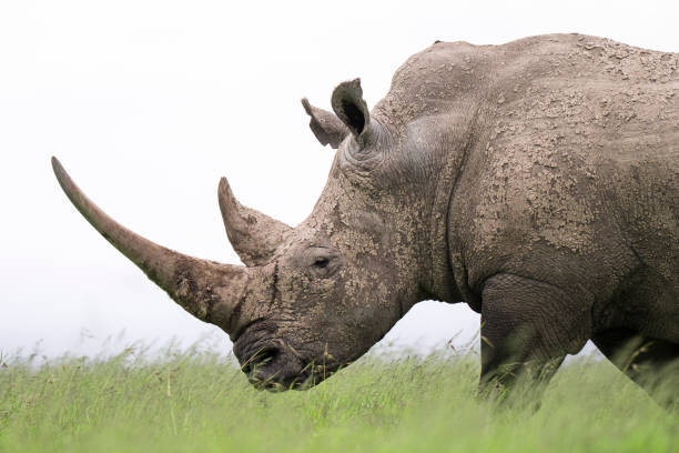 Radioactive Rhino Horns? South Africa's Bold New Move to Defeat Poachers