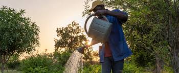 Can Forest Gardens Thrive in the Sahel? A Bold Agroecology Project Takes Root