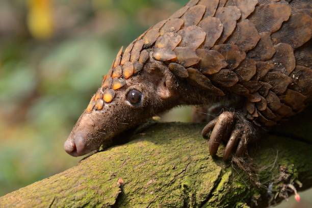 To Save Pangolins, We Need to Change the Narrative