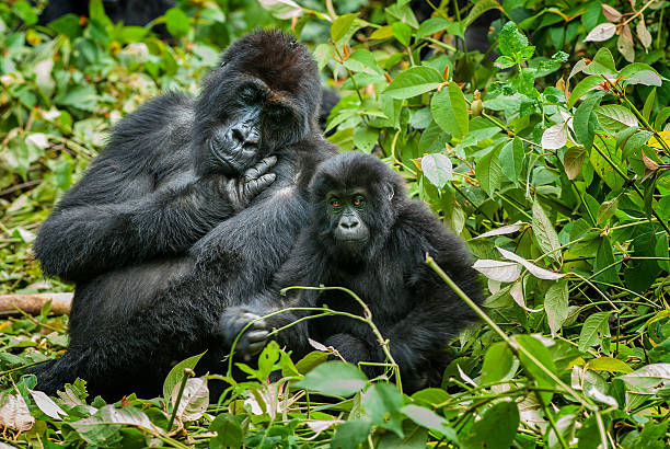 DRC Opens Oil & Gas Bids in Gorilla Habitats, Threatening Forests and Biodiversity