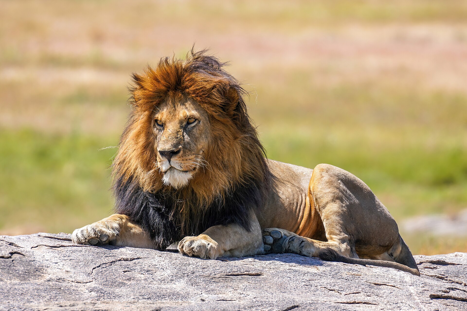 South Africa Moves to Strengthen Wildlife Protection with New African Lion Regulations