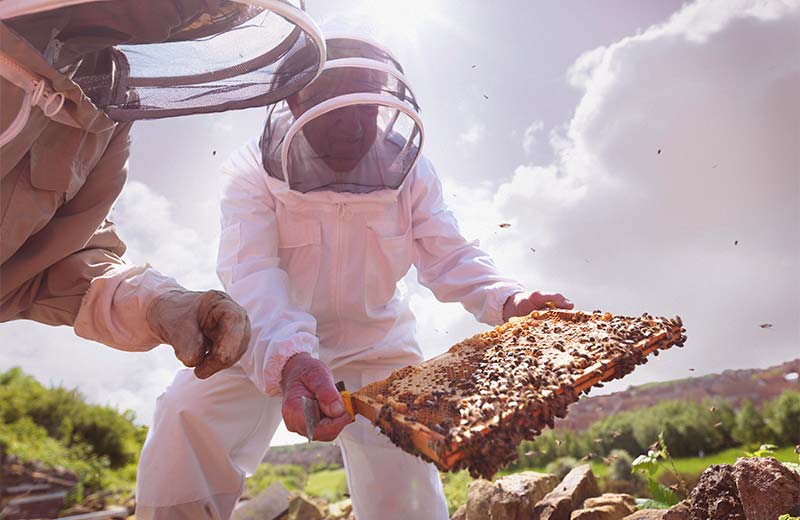 au-public-liability-insurance-for-beekeepers