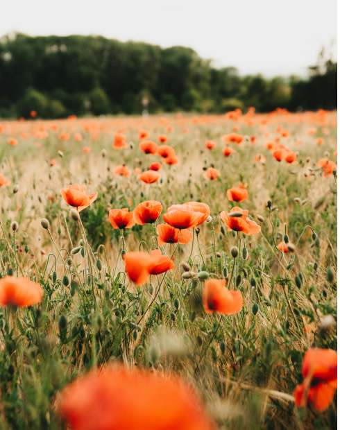 Focus Soundscape: Birdsong & Sun Showers