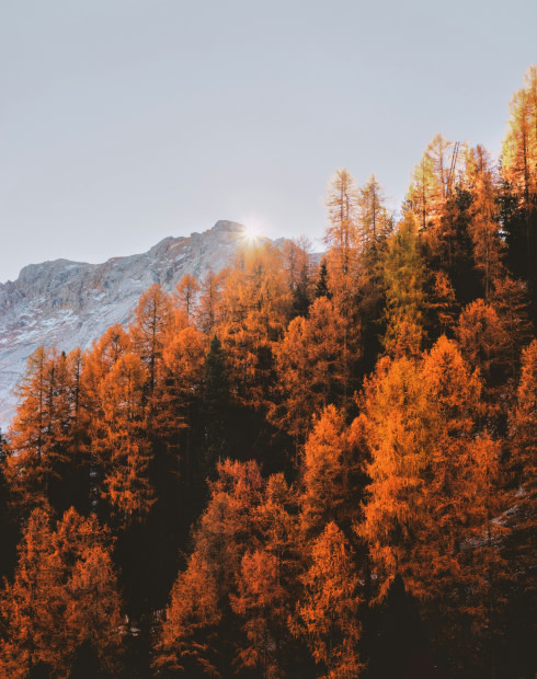 Energising Soundscape: Waking Forest