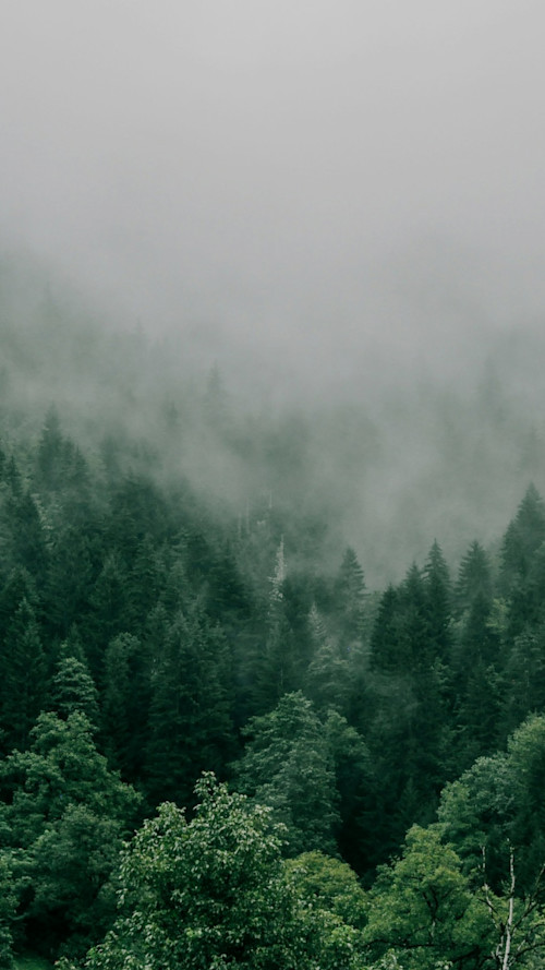 Relaxation Soundscape: Forest Calm