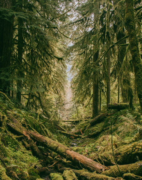 Calming Soundscape: Fields By The Forest