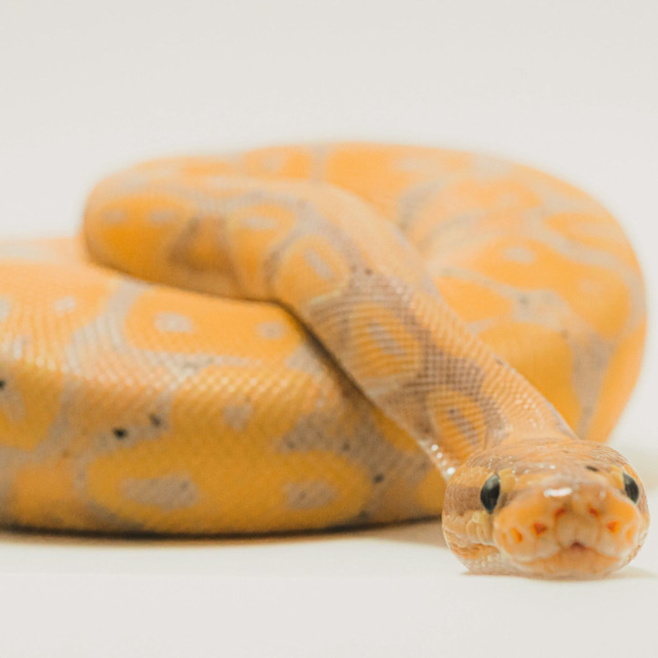 LBB Online - Will Adland Shed Its Skin in the Year of the Snake? - Featured Image (Square)