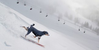 5 Tipps für einen abwechslungsreichen und entspannen Skiurlaub mit Hund 