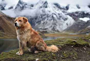 Stockbild Hund Berg