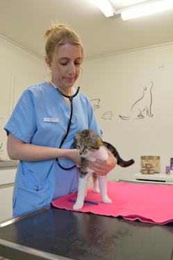 Wie Viel Verdient Ein Tierarzt In Der Schweiz